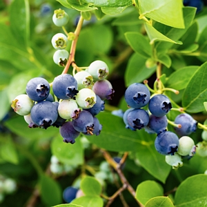 Bushel and Berry Blueberry Hanging Basket Duo